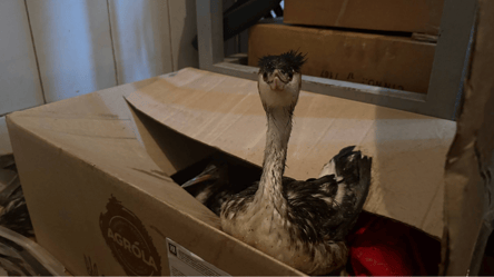 Одеситів просять допомогти врятувати птахів — що потрібно - 290x166