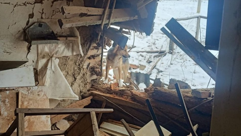 Собака возле разрушенного дома
