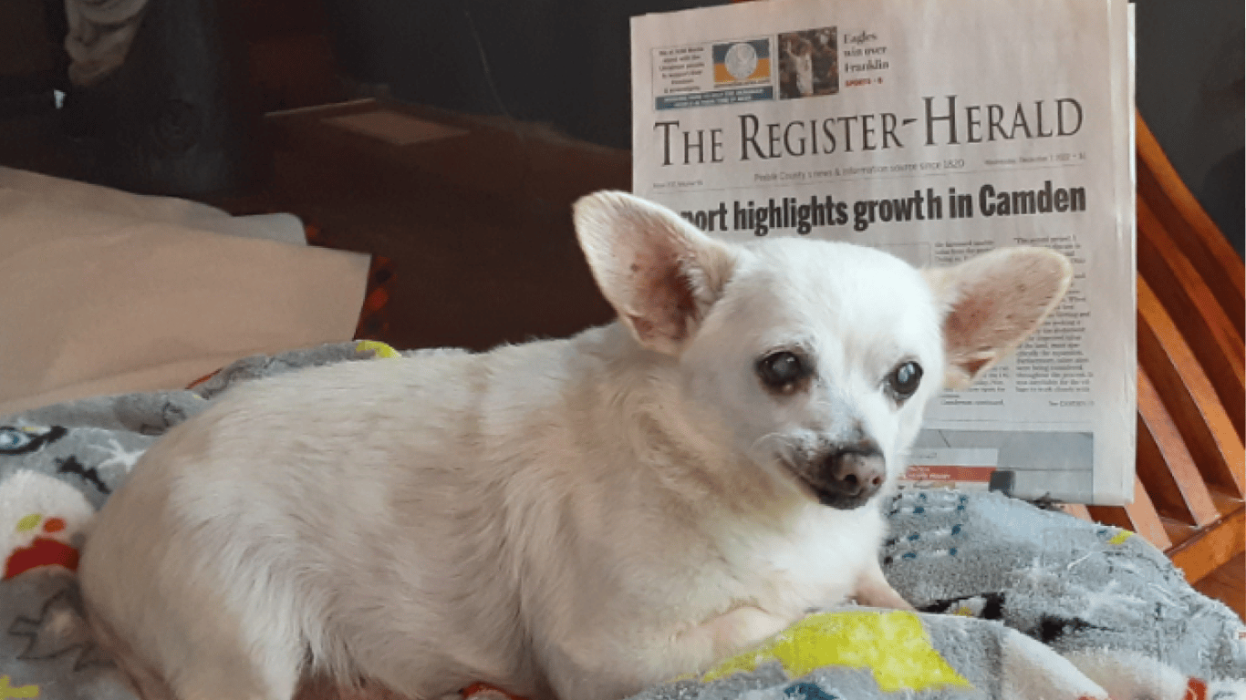 Чихуахуа из Огайо стал старейшей собакой мира