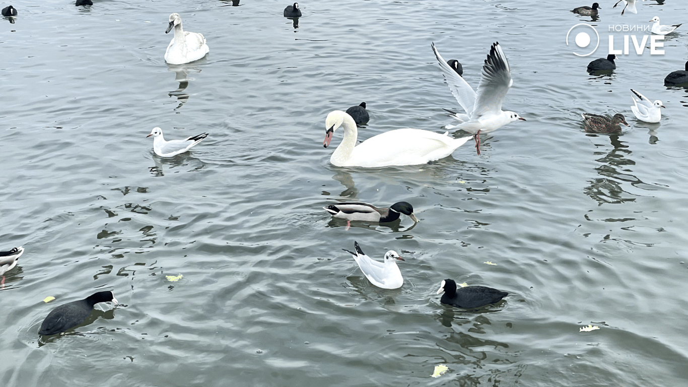 Лебеді заполонили понтонну переправу під Одесою — фоторепортаж - фото 5
