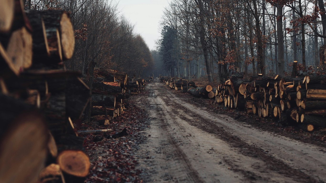 Заготівля дров у 2025 році — де категорично заборонено рубати сухостій