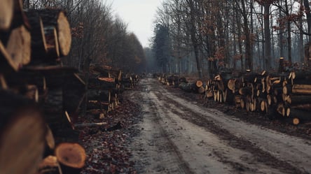 Заготівля дров — де категорично не можна рубати сухостій у 2025 - 285x160