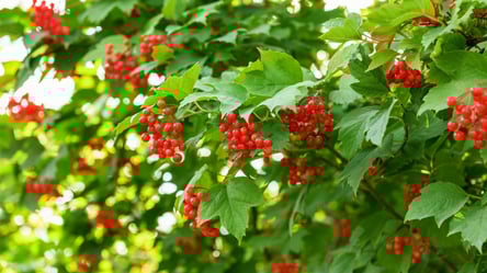 Тля на калине — проверенные способы борьбы для сада - 285x160