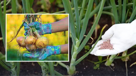 Цибуля виросте великою та соковитою — як та чим слід підживлювати - 304x171