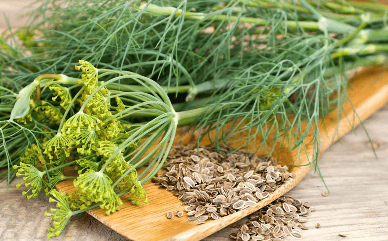 Семена укропа