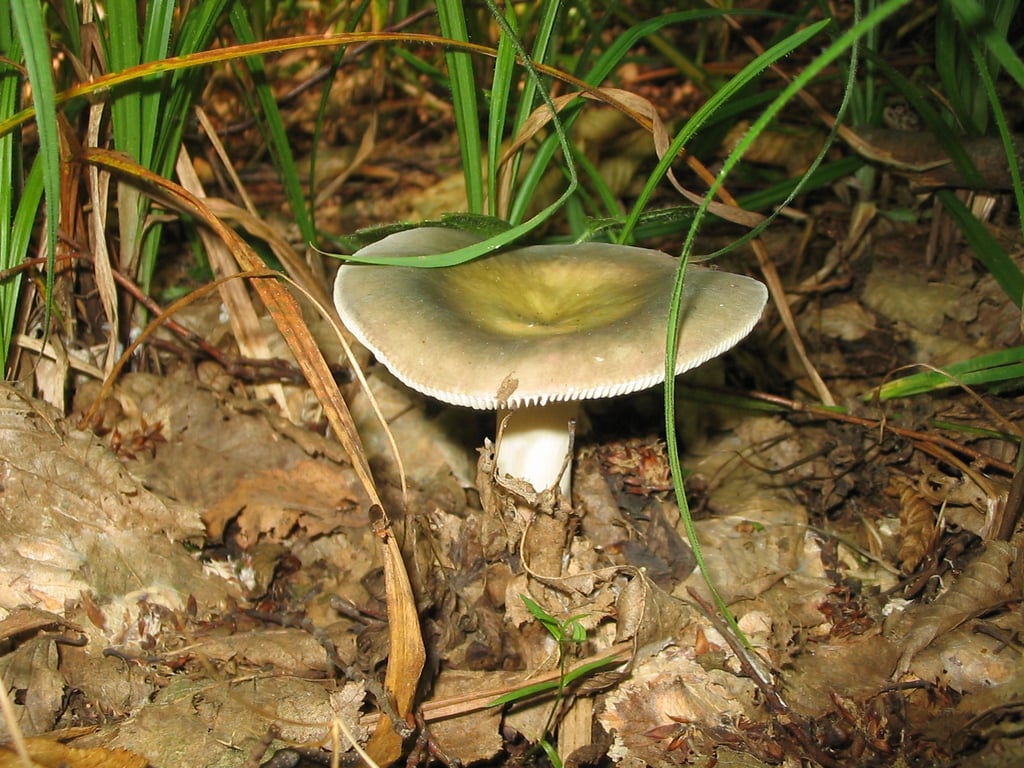 Сыроежа съедобная в лесу