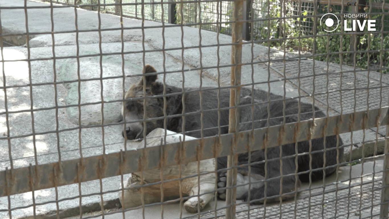 ведмідь в зоопарку 