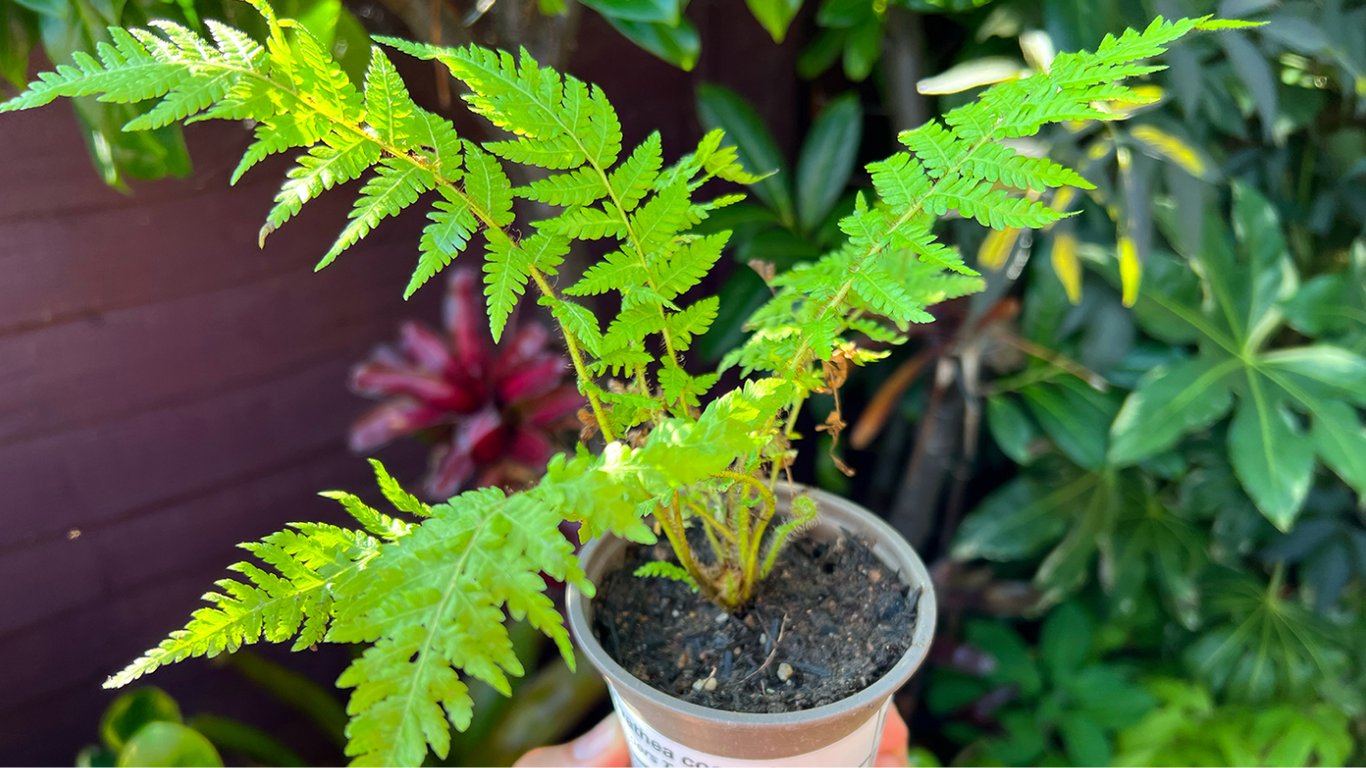 Чому небезпечно висаджувати папороть біля будинку