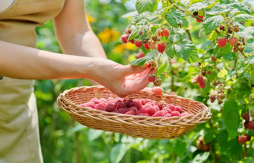 Человек, собирающий малину в саду