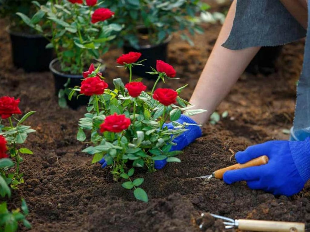 Садовод, высаживающий розу