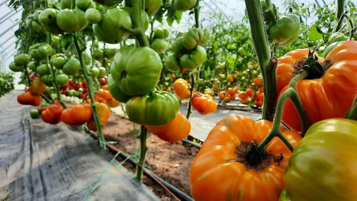 Що не можна садити з помідорами