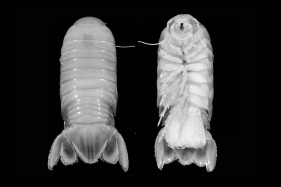 Дослідники виявили унікальний ізопод, форму ракоподібних, який був ідентифікований як новий вид