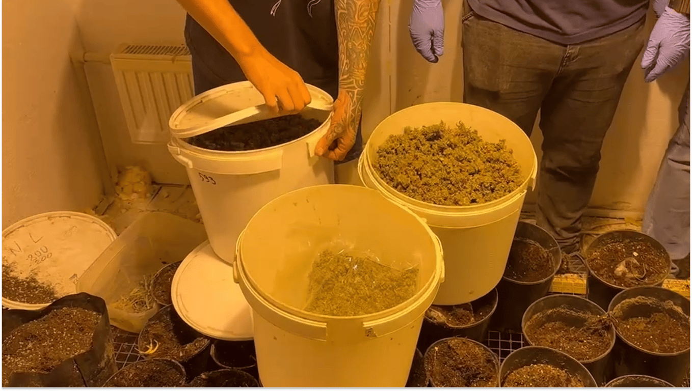 Выращивал для себя - в Одессе разоблачили наркоаграрию - фото 1