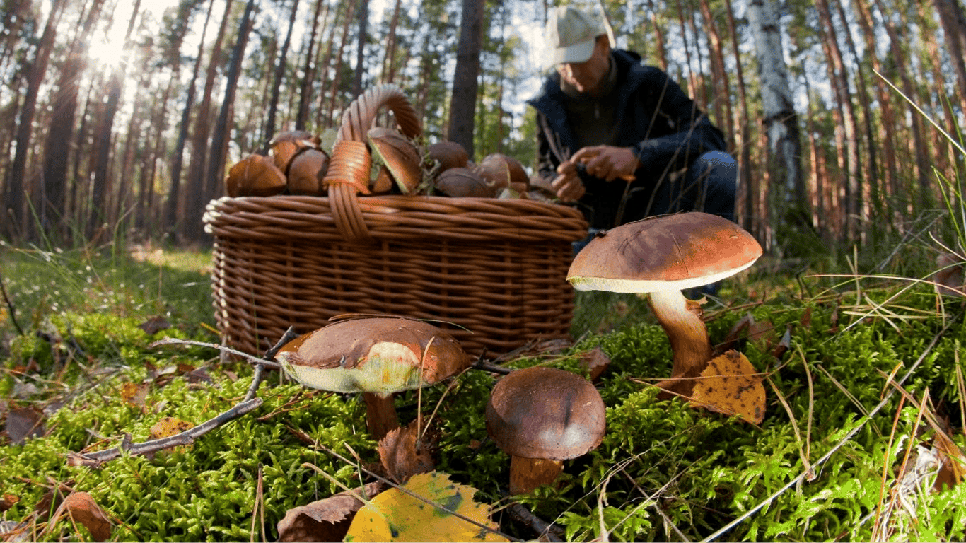 Як правильно збирати гриби в лісі — що робити, зрізати або зривати
