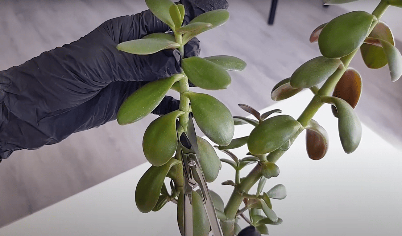 Обрезка денежного дерева