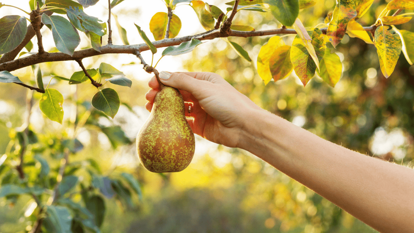 Який сорт груші найкращий в Україні — що посадити в саду
