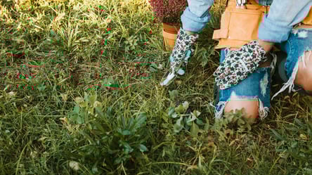 Гербіциди в саду — коли вони корисні, а коли небезпечні - 285x160