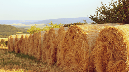 Як правильно зберігати сіно взимку — поради для фермерів - 285x160