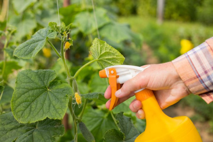 Обработка огурцов