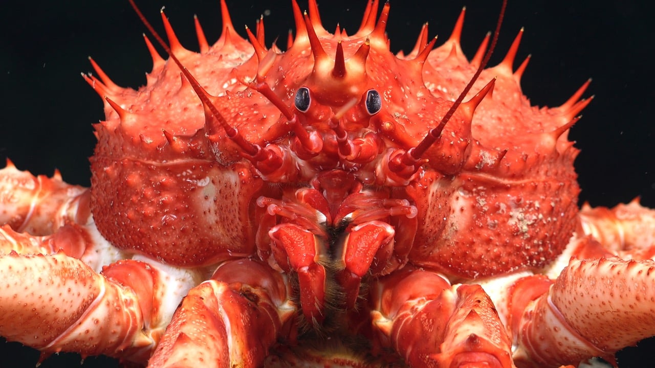 Королівський краб (Lithodes genus) повзає морським дном на глибині 1083 м