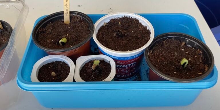 Лестницы гарбузов