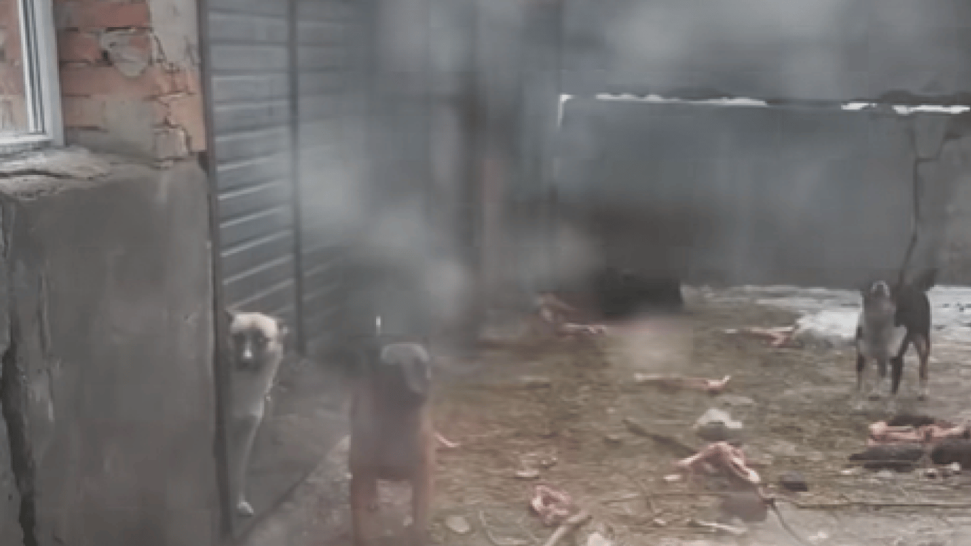 Так выглядит смерть — на Киевщине в одном из приютов для животных издеваются над собаками