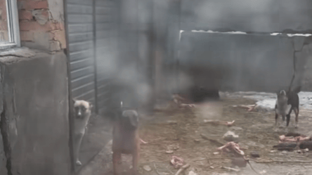 Так выглядит смерть — на Киевщине в одном из приютов для животных издеваются над собаками - 285x160