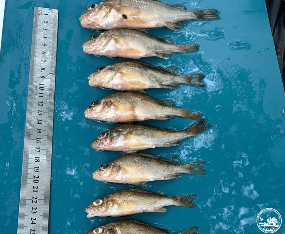 Риби у Чорнобилі