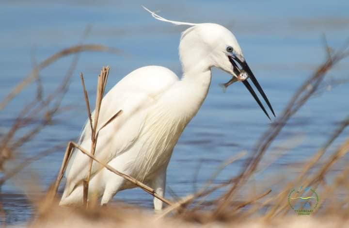 Чапли на Тузловских лиманах