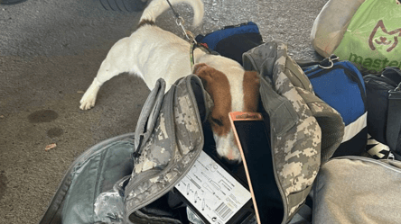 На Закарпатье служебный пес ГПСУ обнаружил гранату в багаже 24-летней украинки - 285x160
