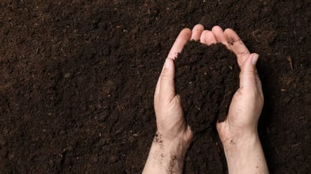 Чернозем в Украине — почему он плодородный и может исчезнуть - 285x160