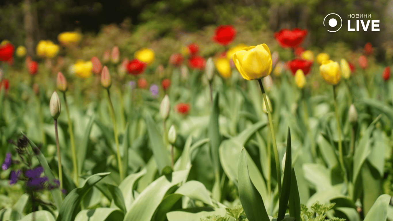 Цвітіння магнолії в Одесі
