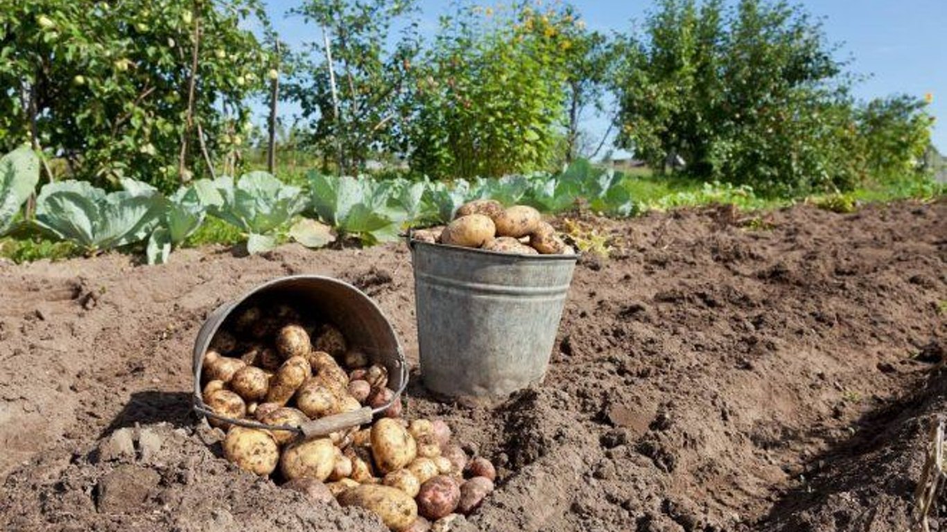 Главные ошибки при посадке картофеля - советы и инструкции дачникам