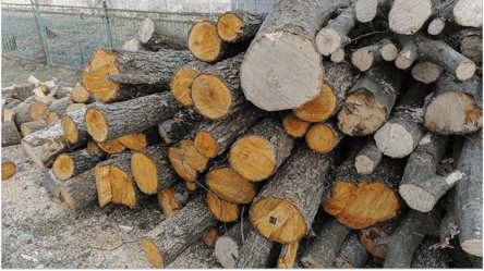 Дрова дорожают — сколько стоит куб топлива в октябре 2025 года - 285x160