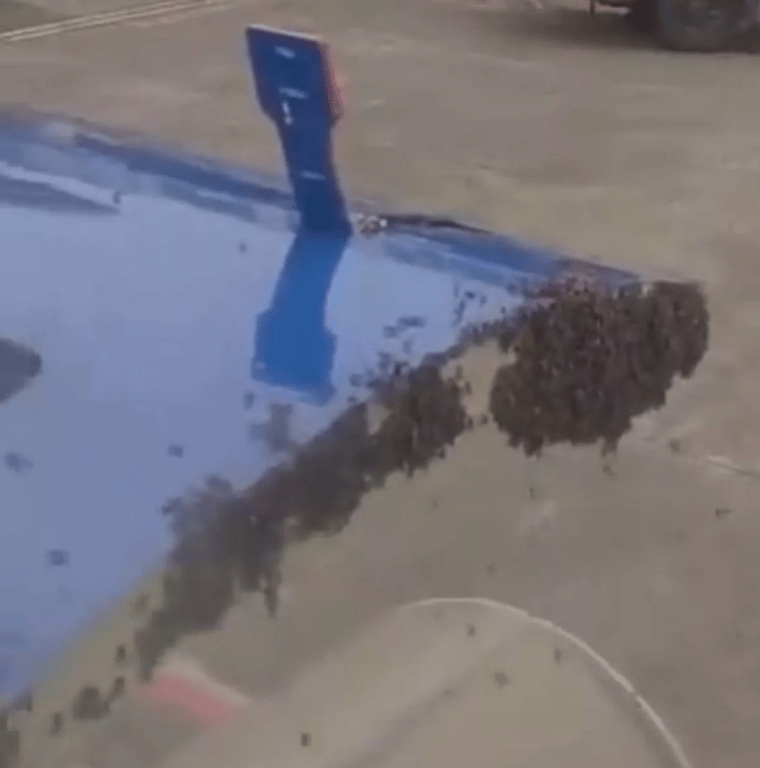 В Індії бджоли атакували літак — рейс вимушено затримали - фото 1