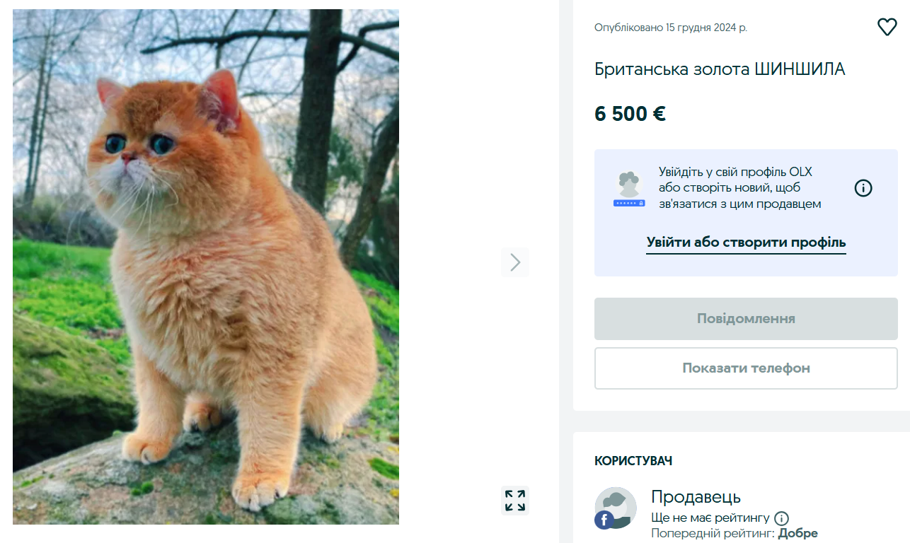 Котенок по цене автомобиля — какую породу продают за тысячи евро - фото 1