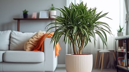 Головна причина, чому драцена в’яне — як врятувати рослину - 285x160