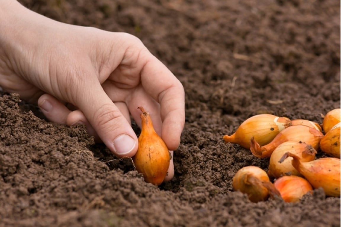 Посадка лука