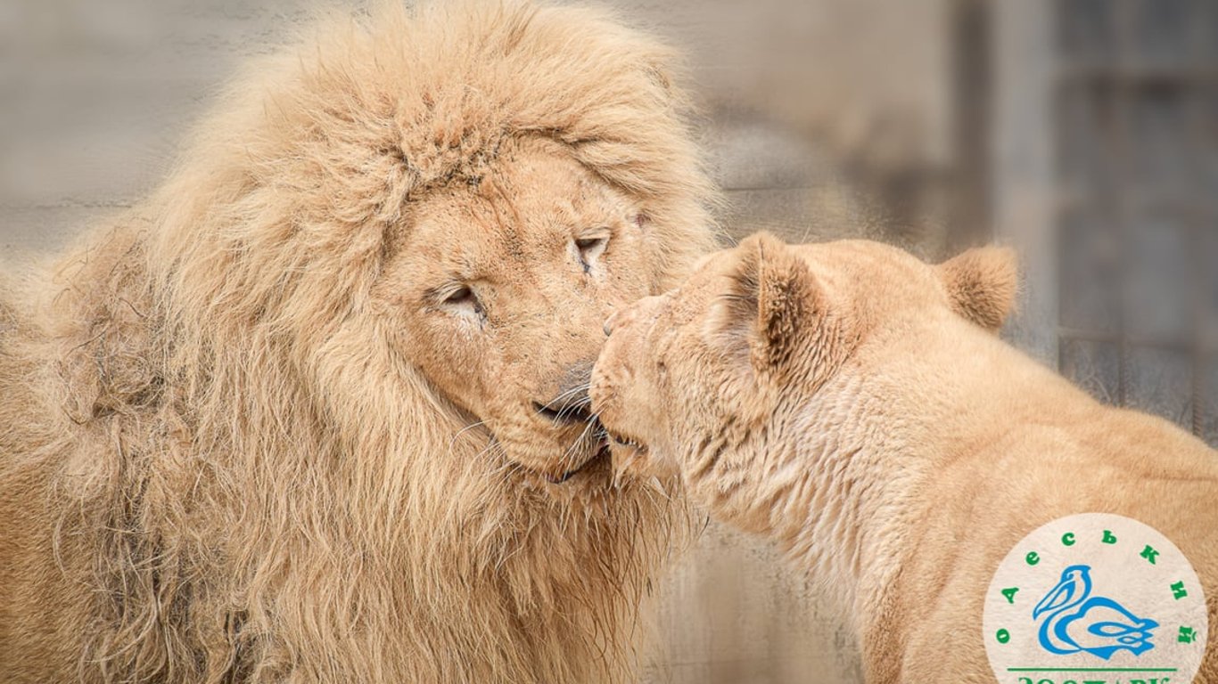 Одесский зоопарк объявил конкурс "Пара года 2023"