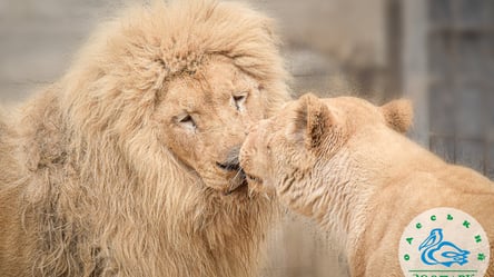 Одесский зоопарк объявил конкурс "Пара года 2023" - 285x160