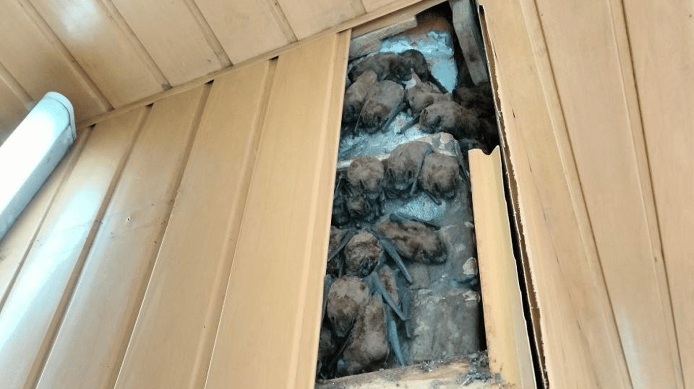 Кажани в обшивці балкону