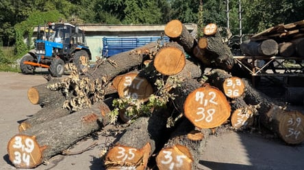 Заради плану стійкості: РНБО може дозволити вирубку дерев у Києві - 290x166