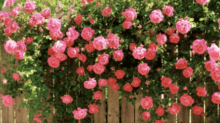 Що висадити біля паркану — рослини, які змінять подвір’я - 285x160
