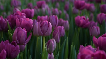 Коли краще садити тюльпани восени — правила та умови - 285x160