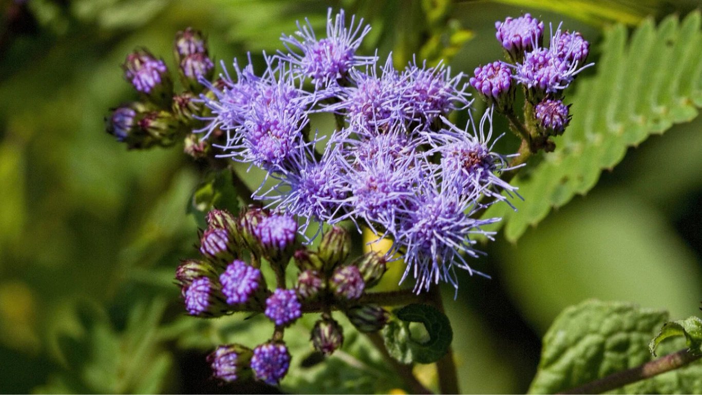 Какой экзотический цветок поможет избавиться от сорняков на огороде и в саду