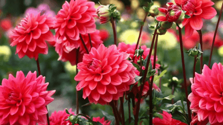 Що робити з жоржинами восени — викопувати чи ні - 285x160