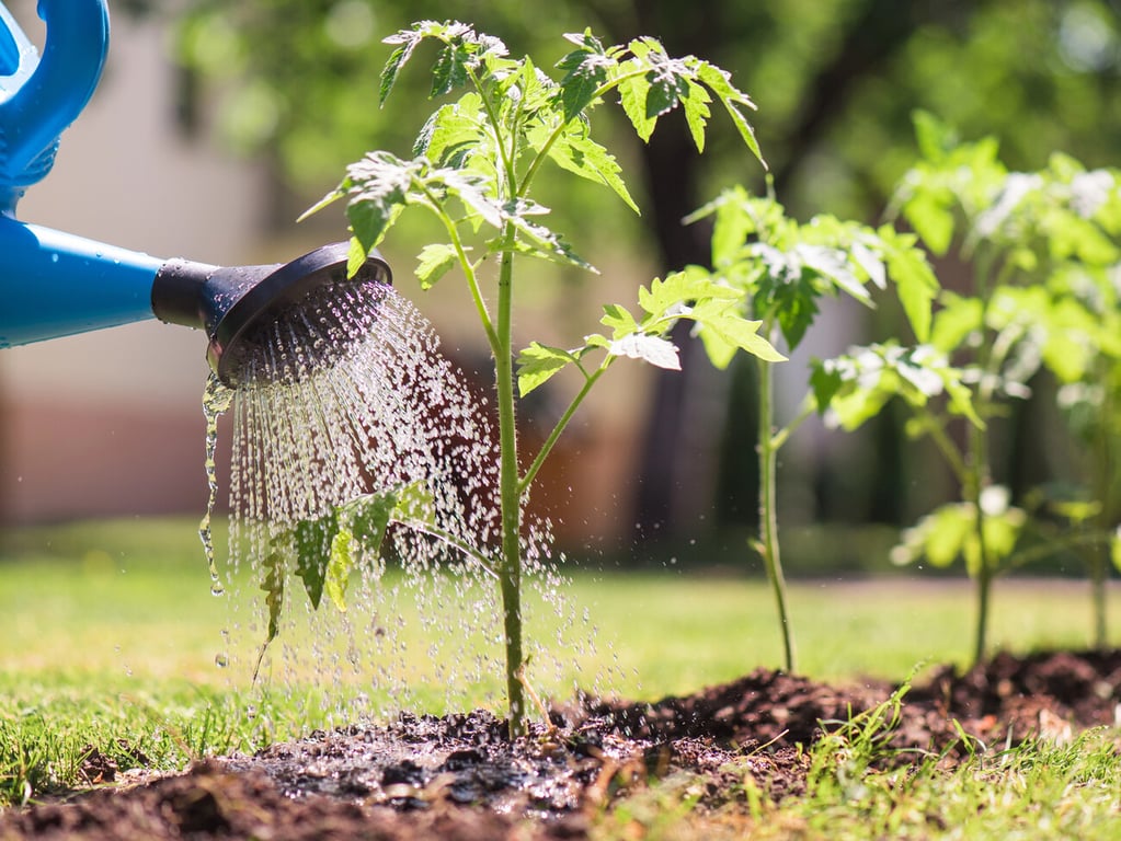 Чому не можна поливати холодною водою у спеку