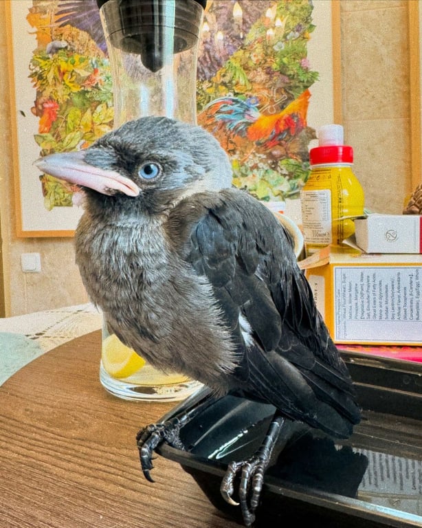 Даша Астаф'єва врятувала галку