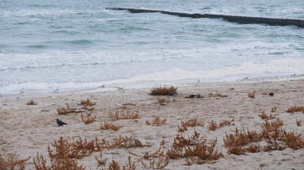 Одещина під загрозою — Росія готує екокатастрофу у Чорному морі - 290x166