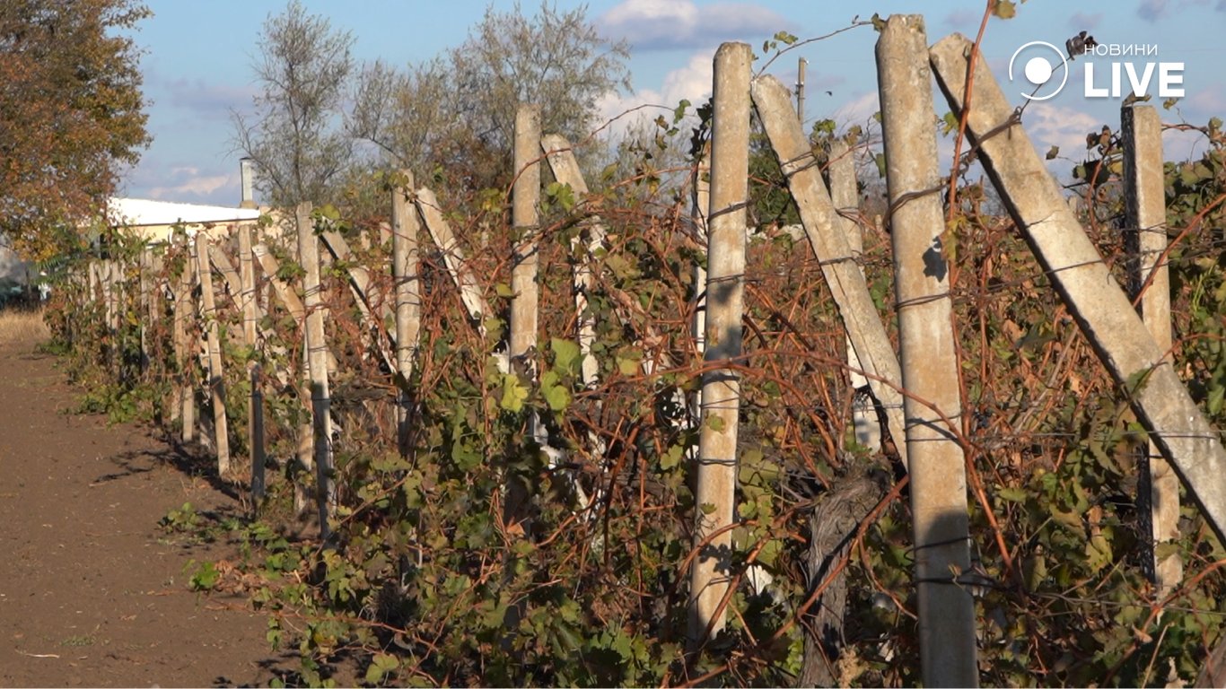 Винна індустрія на Одещині, як змінилося виноробство та виноградарство з повномасштабним вторгненням